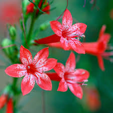 Image result for Cyamopsis serrata