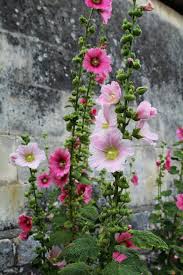 Hollyhock seedlings should be allowed to mature indoors until you're sure all danger of frost has passed. Growing Hollyhocks A Traditional Cottage Garden Favorite