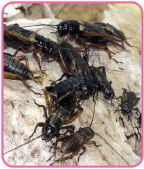 Maybe you would like to learn more about one of these? Pemeliharaan Satwa Harapan Imron Web Id