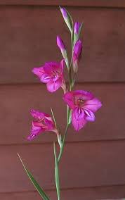 Image result for Gladiolus magnificus
