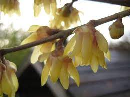 Ideali per decorare bomboniere, ma anche per abbellire confezioni regalo. Calicanto Chimonanthus Praecox Calycanthus Praecox Piante Da Giardino Calicanto Calycanthus Praecox Arbusti