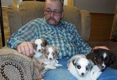 All puppies current on shots, worming, flea treatment and vet checked guaranteed prior to going home. 35 My Toy Aussie Puppies Ideas Toy Australian Shepherd Aussie Puppies Australian Shepherd Puppies