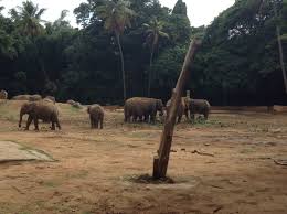 Elephant Series 2 Mysore Zoo Officially The Sri Chamarajendra Zoological Gardens With Images Mysore Zoo Zoological Garden Zoo