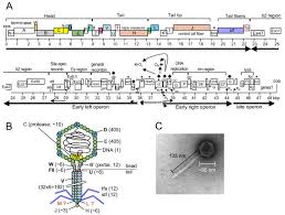 Enterobacteria phage λ (lambda phage, coliphage λ, officially escherichia virus lambda) is a bacterial virus, or bacteriophage, that infects the bacterial species escherichia coli (e. The Protein Interaction Map Of Bacteriophage Lambda Bmc Microbiology Full Text