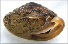 Image result for Stenostelma