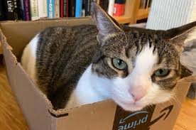 There are many testimonies from people who discovered that they had cancer after their furry friend landed insistently on a certain area of the body. What Cats Love Of Boxes And Squares Can Tell Us About Their Visual Perception Ars Technica