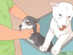 Tell your friends to adopt dogs instead of buying in pet shops. 3 Ways To Save Dogs Wikihow