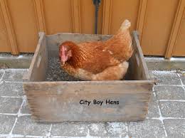 But, when they need to tame their oils, they take a dust bath to absorb some of the. How To Make A Dust Bath For Chickens Backyard Poultry
