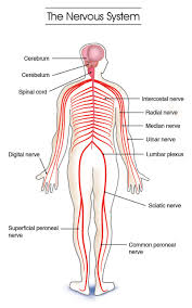 You should not rely on any information on this site as a substitute for professional medical advice, diagnosis, treatment, or as a substitute for, professional counseling. Central Nervous System Anatomy Brain Central Cns Cord En En En Nervous Spinal Glogster Edu Interactive Multimedia Posters