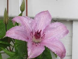 Clematis 'comtesse de bouchaud' in flower, help and care, Clematis Comtesse De Bouchaud Clematis Comtesse De Bouchaud Baumschule Horstmann