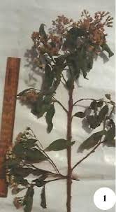 Image result for Vernonia adoensis