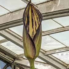 Image result for Lasimorpha