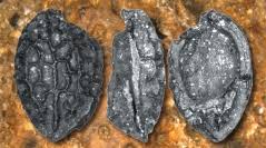 Image result for Icacinaceae