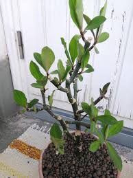 Image result for Euphorbia grantii