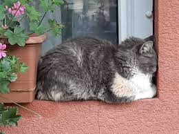 Смешные котики, которые предпочитают странные места для отдыха (фото) -  Главком