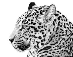 Drawings realistic animals cartoon icons in set collection. Graphite Drawings Jessica Lebo Art