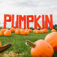 Rand Farm Pumpkin Festival - Rand Farm Park, Rand Event Image