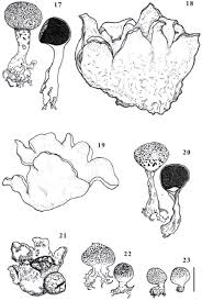 Image result for Scleroderma polyrhizon