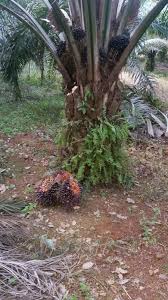 Contextual translation of ladang kelapa sawit into english. Pelepah Kelapa Sawit In English Bernas Agricultural Research Journal