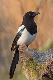 Die Elster Elster Vogel Als Haustiere Bunte Vogel