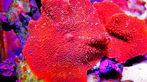 Maybe you would like to learn more about one of these? Mushroom Corals More Intriguing Than They Sound My Reef