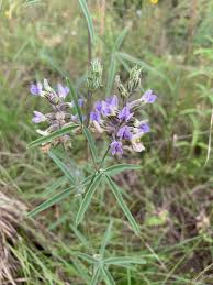 Image result for Phyllanthus caespitosus