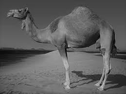 A committee of experts telling you what to do with your money is not financial advice. A Camel Is A Horse Designed By A Committee