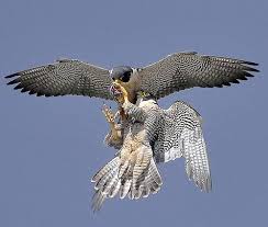 Peregrine Falcon Birds Of Prey Animals Peregrine Falcon Food Transfer Peregrine Falcon Nature Birds Pet Birds