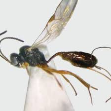 Image result for Triaspis dumeticola