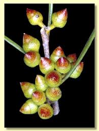 Image result for Eucalyptus angustissima