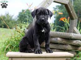 The presa canario is a powerfully built dog with a massive head giving an overall impression of an imposing and intimidating guard dog. Presa Cane Canario Puppies For Sale Greenfield Puppies