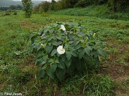 Image result for Datura inoxia