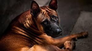 If it is an aggressive bite then it would really depend on. Learn How To Prevent Fear Aggression In Dogs