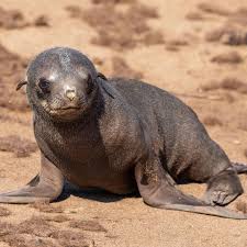 Beim robben benutzt das baby beine und arme um sich vorwärts zu bewegen, hebt aber den bauch dabei noch nicht an. Namibia Babyrobbe Gerettet Sie Versuchte Einen Hai Zu Fressen Stern De
