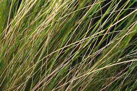 Image result for Polystachya tenuissima