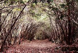 12 Most Dark And Mysterious Places On Earth Mysterious Places On Earth Mysterious Places Most Haunted Places