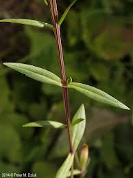 Image result for Stellaria sennii