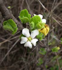 Image result for Catunaregam