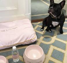 Luxury Pampered Pet Services Pamper Pets Cat Grooming Service Animal