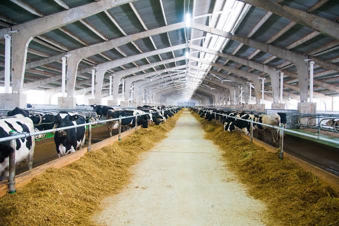 Impacto de la alimentación del las vacas lecheras en las emisiones de gases – Secretaria de Ciencia y Tecnología – Gobierno de Córdoba