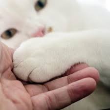 Maybe you would like to learn more about one of these? How To Trim A Cat S Nails Lovetoknow