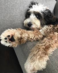 Whale Eye Rugg Uh Luggs Whaleeye Leavemealone Sleeping I Love Dogs Cute Dogs Bernese Mountain Dog Poodle