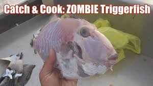 Coat the bottom of a baking pan with olive oil to prevent the triggerfish from sticking. Catch Cook 28 The Zombie Triggerfish Youtube