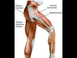 However, the definition in human anatomy refers only to the section of the lower limb extending from the knee to the ankle, also known as the crus or. Hip Muscles Anatomy Anatomy Drawing Diagram