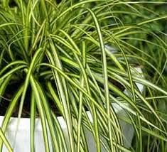 Image result for Carex conferta