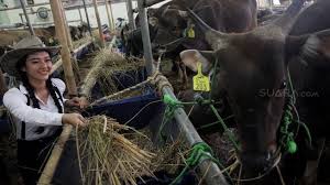 Jul 19, 2020 · sunnatnya waktu menyembelih qurban : Protokol Kesehatan Penyembelihan Hewan Kurban Menurut Mui