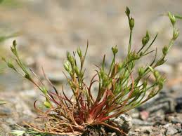 Image result for Juncus lomatophyllus
