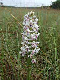 Image result for Brachycorythis