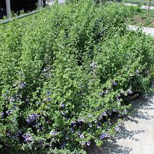 Image result for Dyschoriste thunbergiiflora