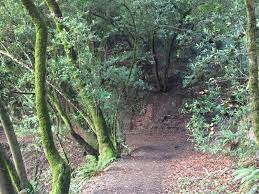 Huckleberry botanic regional preserve is off skyline boulevard in oakland. Wikiloc Picture Of Huckleberry Botanic Regional Preserve 1 3